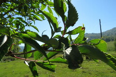 Sambucus racemosa