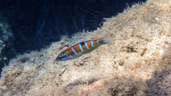 Thalassoma pavo