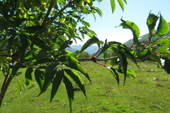 Sambucus racemosa