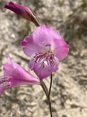Gladiolus hirsutus