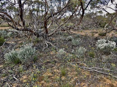Olearia pimeleoides