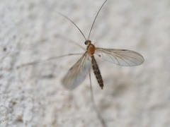 Macrocera
