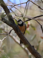Pachycephala rufiventris