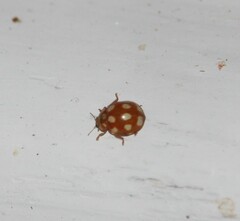 Calvia decemguttata