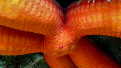 Ophidiaster ophidianus