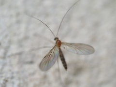 Macrocera