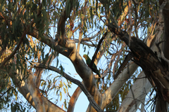 Alisterus scapularis