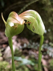 Pterostylis hildae