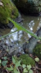 Chrysosplenium alternifolium