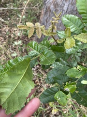 Alectryon tomentosus