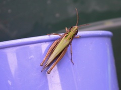 Omocestus viridulus