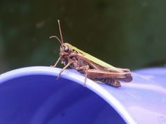 Omocestus viridulus
