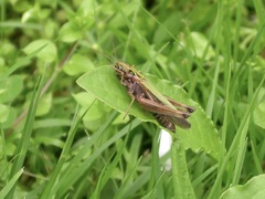 Omocestus viridulus