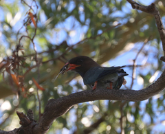 Eurystomus orientalis