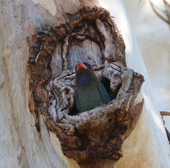 Eurystomus orientalis