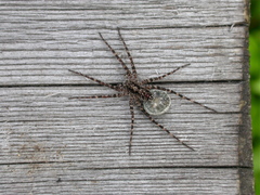 Acantholycosa lignaria