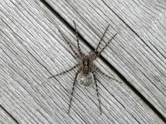 Acantholycosa lignaria