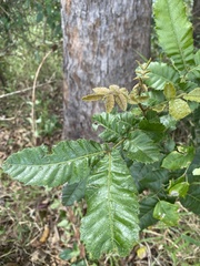 Alectryon tomentosus