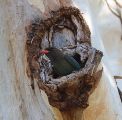 Eurystomus orientalis