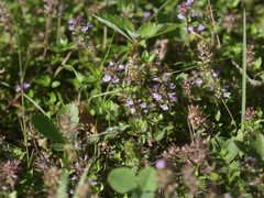 Thymus pulegioides