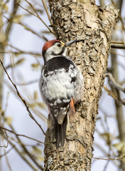 Dendrocopos leucotos