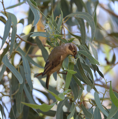 Melithreptus brevirostris