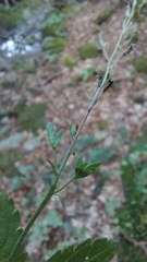 Veronica chamaedrys