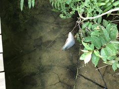 Geophagus altifrons