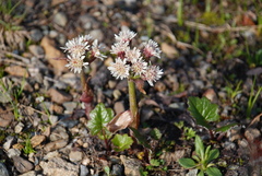 Petasites frigidus