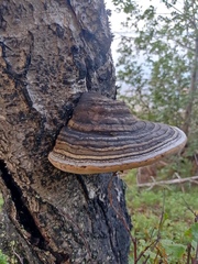 Phellinus nigricans