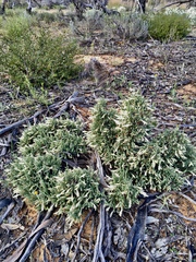 Prostanthera serpyllifolia microphylla