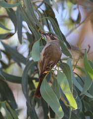 Melithreptus brevirostris