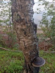 Phellinus nigricans