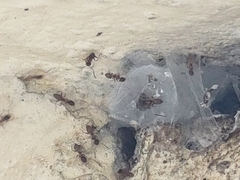 Formicidae