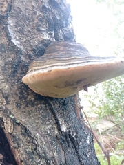 Phellinus nigricans