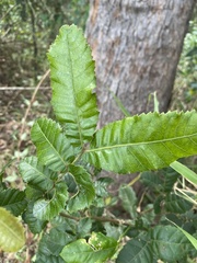 Alectryon tomentosus