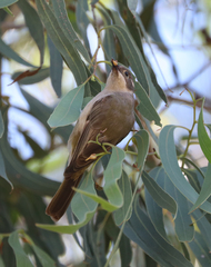 Melithreptus brevirostris
