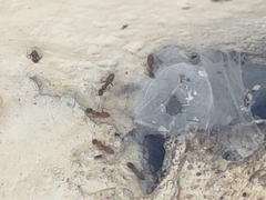 Formicidae