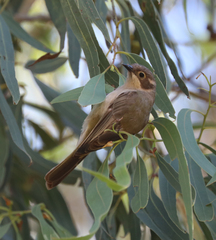 Melithreptus brevirostris