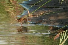 Rallus aquaticus