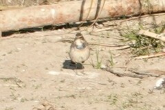 Luscinia svecica