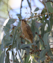 Melithreptus brevirostris