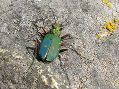 Cicindela campestris