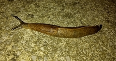 Tandonia sowerbyi