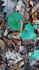 Asarum europaeum