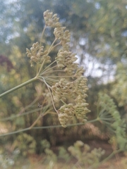 Cenolophium denudatum