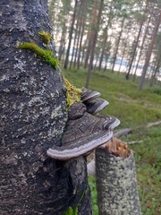 Phellinus nigricans