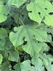 Broussonetia papyrifera