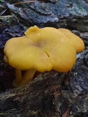 Tricholomopsis