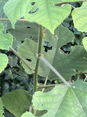 Broussonetia papyrifera